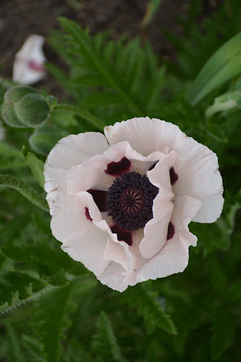 Papaver orientale Royal Wedding- мак ориенталски бял(1456)